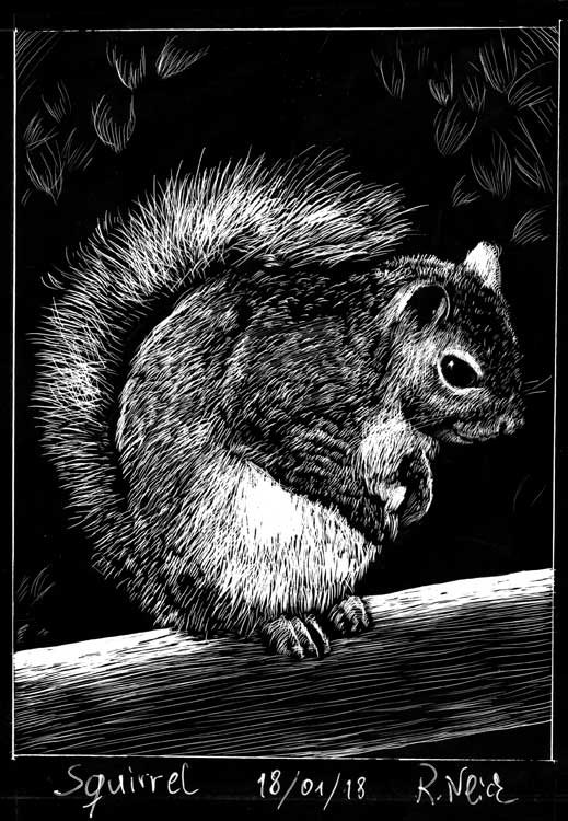 180118_Squirrel